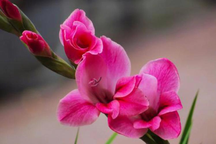 唐菖蒲花语:用心、福禄、福贵、坚固、节节上