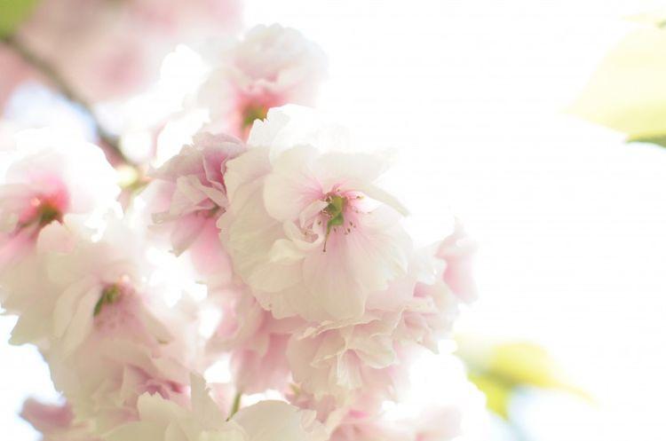 被缘分和桃花所围绕