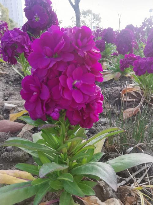 桂竹香花语和传说故事