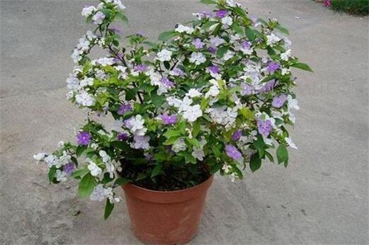 家里养茉莉风水好吗