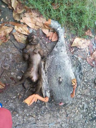 梦见烧死了猴子