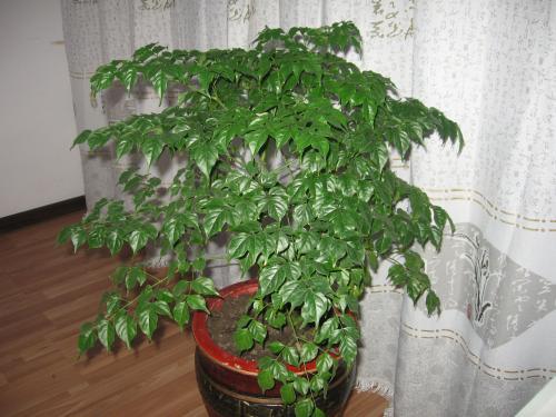 幸福树放在哪里风水好?看完赶紧行动