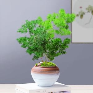 蓬莱松风水禁忌是什么?属猴的能在客厅摆放蓬莱松吗?