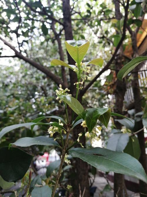 为什么院子里忌讳种桂花树呢