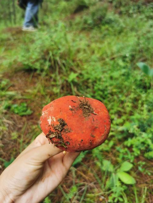 梦见捡青头菌