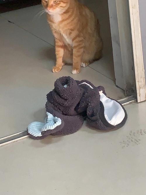 梦见上身穿白衣服的猫
