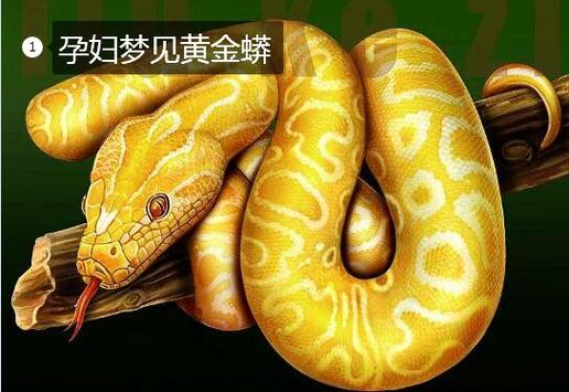 梦见又粗又大的黄金蟒什么意思