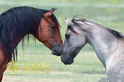 属相马和属相兔的人在一起开心吗