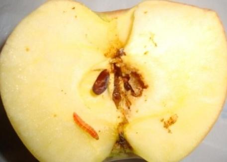 周公解梦:梦见吃苹果吃到虫子好不好?