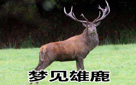 梦见雄鹿