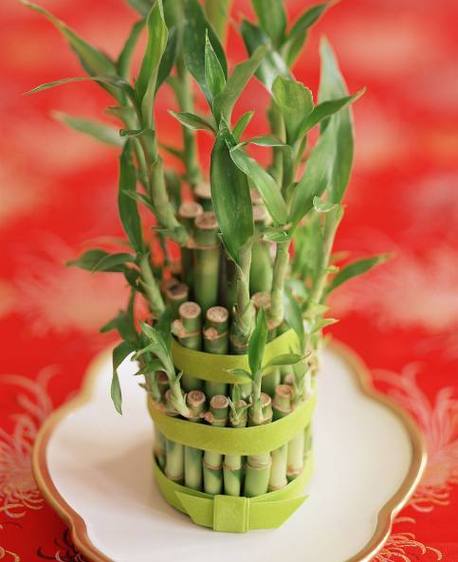 属兔的养什么植物旺财,属兔的人种什么花好?