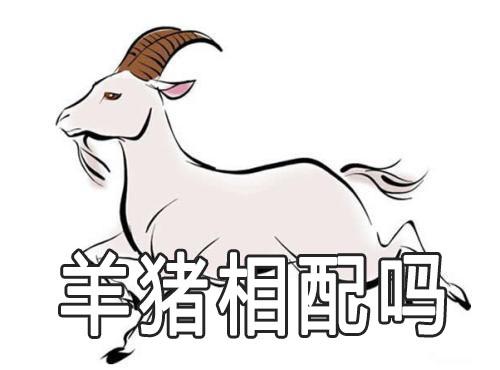 属相猪和属相羊可以配对吗