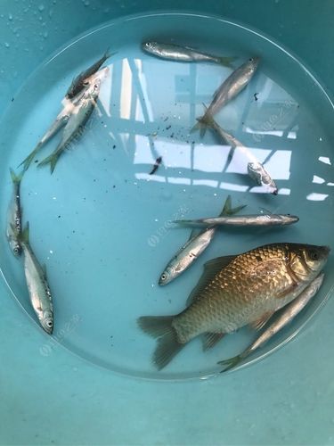 做梦梦到钓了很多鱼