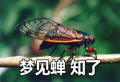 梦见蝉、知了