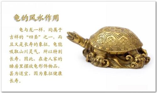 怎样用乌龟测家里的风水