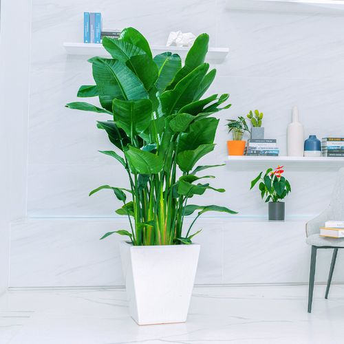 客厅电视柜摆什么植物