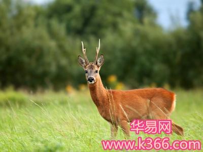 梦见獐怎么回事