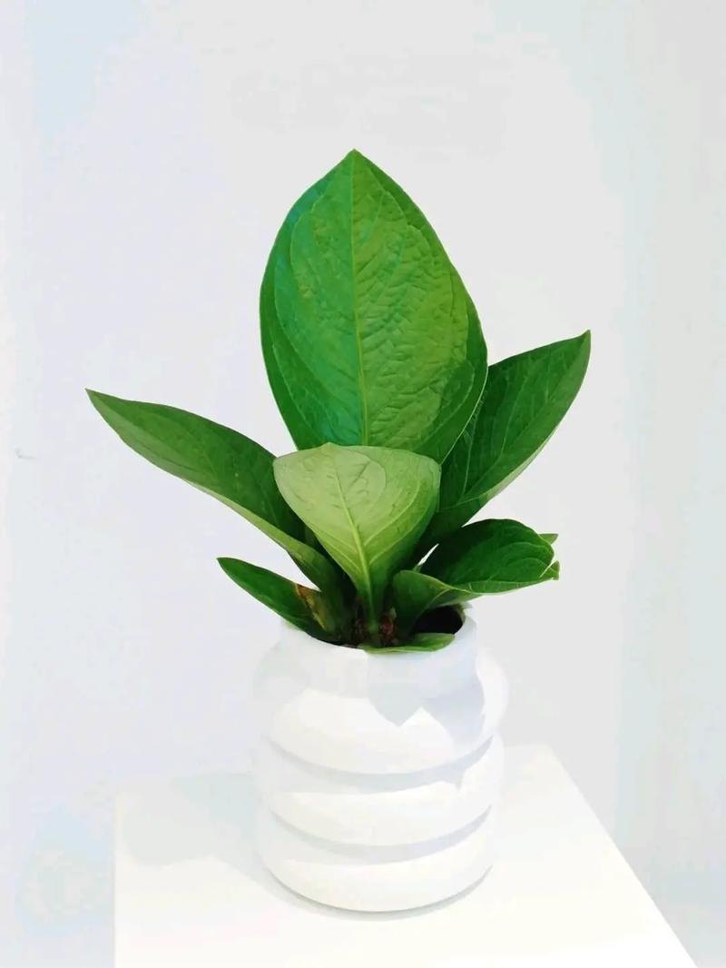绿植聚宝盆的养殖方法