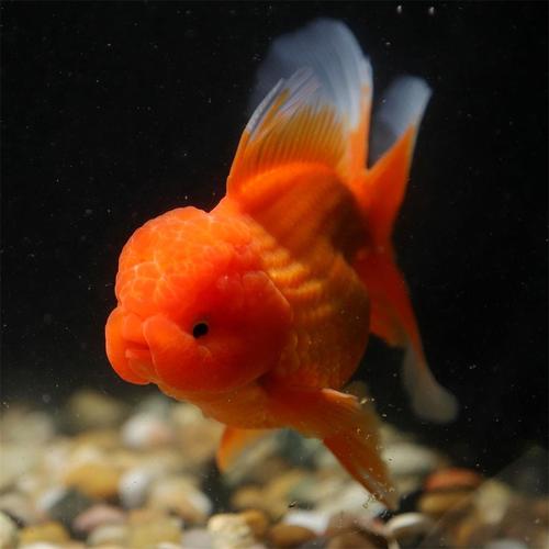狮子头鱼风水寓意