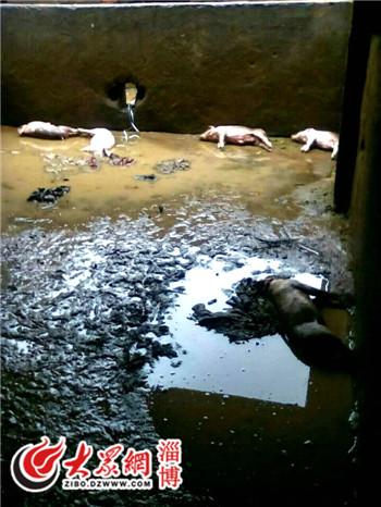 梦见猪淹死了