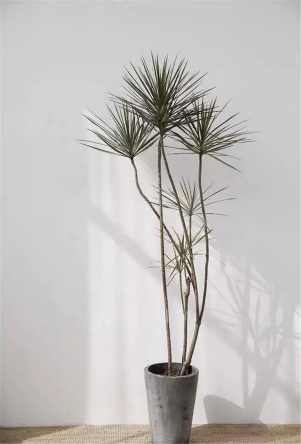 家中的植物摆放方式小心影响你们的爱情
