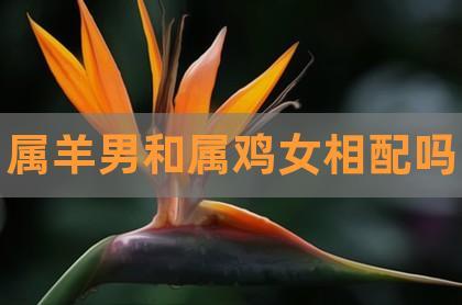 属羊的人和属鸡的人配吗