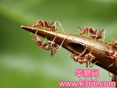 梦见两只虫子和蚂蚁