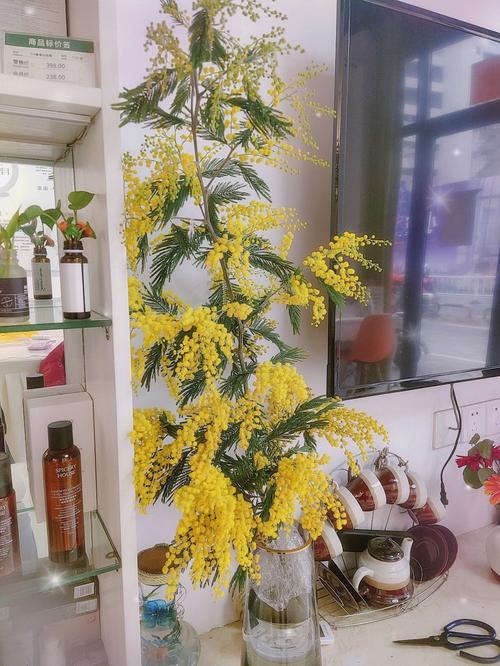“圣诞花”花语