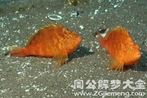 梦见好多没见过的鱼