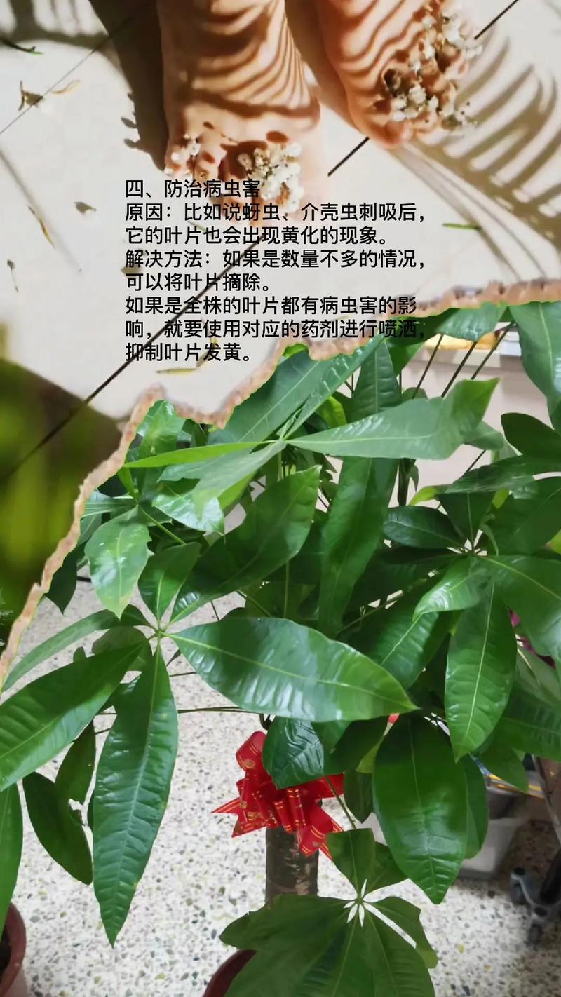 桌上绿植的叶子发黄不处理就会影响财运吗