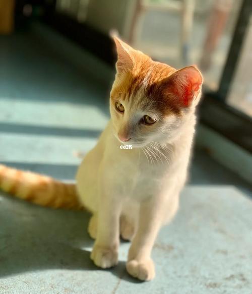 猫咪跟进家好不好
