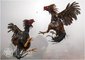 梦见和鸡打架 梦见和鸡打架,那个鸡就像成仙了一样