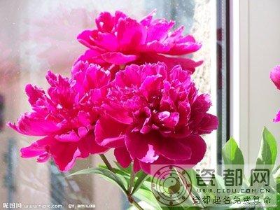 梦见芍药花是什么征兆