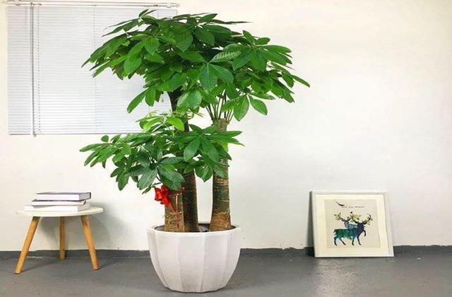 客厅财位适合摆放什么小植物,客厅财位放什么植物可以招财