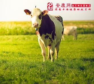 梦见牛什么意思?免费查梦见牛周公解梦
