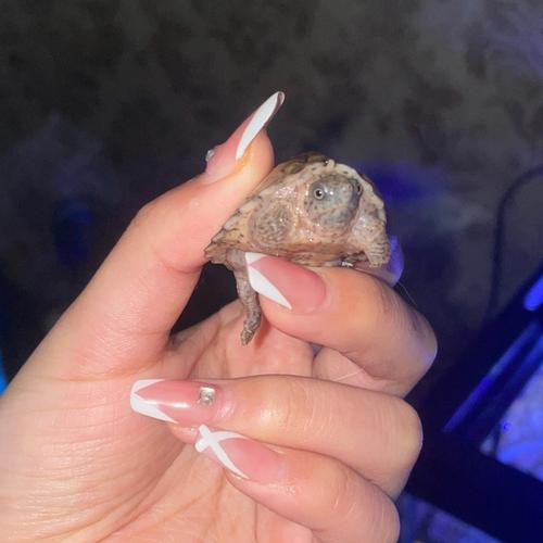 孕妇梦见乌龟咬自己