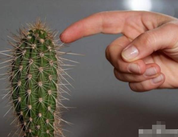 梦见仙人掌刺扎手