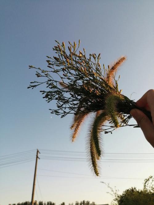 梦见狗尾巴花