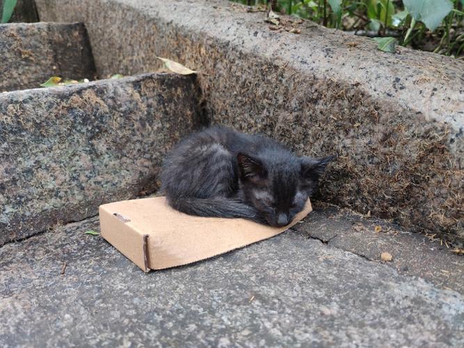 梦见猫被抛弃