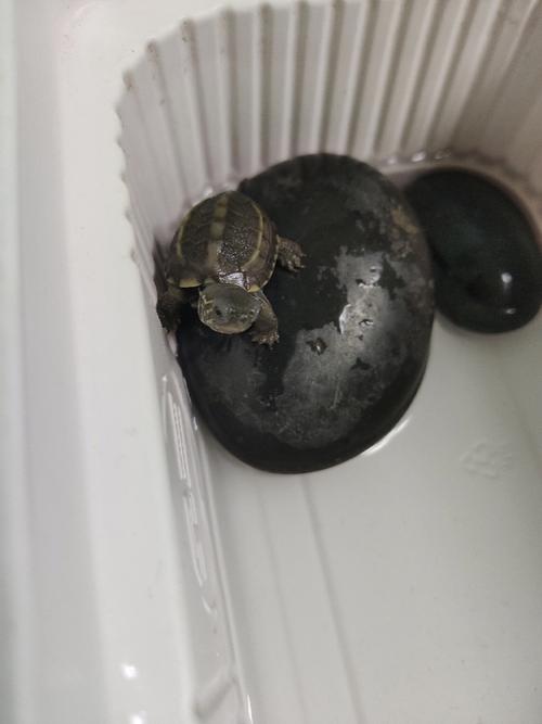 捡到一只乌龟什么预兆
