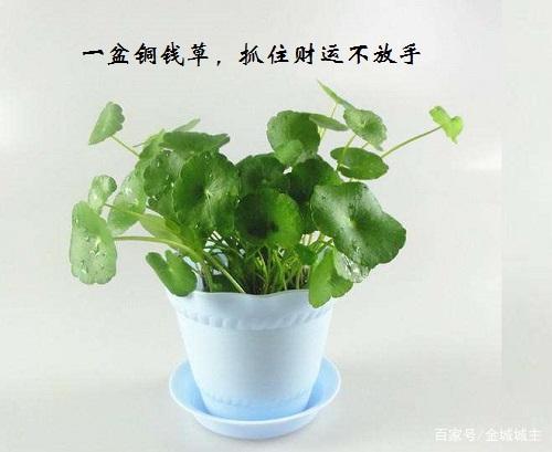 属蛇人养什么植物旺财