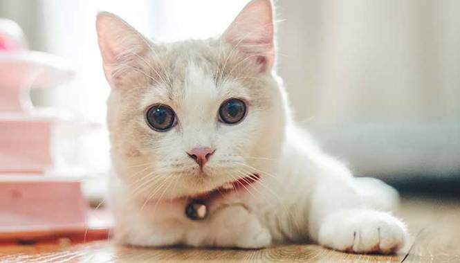 梦见自己跟猫在对话