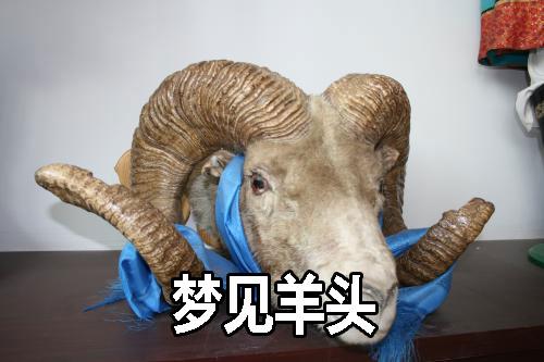 女人梦见死羊头是什么意思