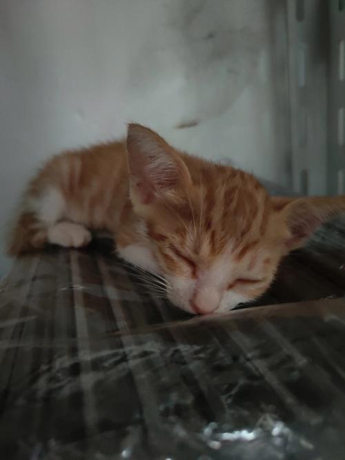 梦见与猫说话 梦见与猫说话说我要死了