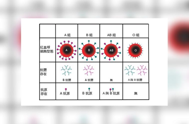 rh阳性血型介绍