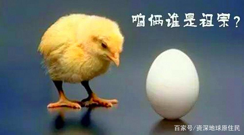 梦见鸡在生蛋