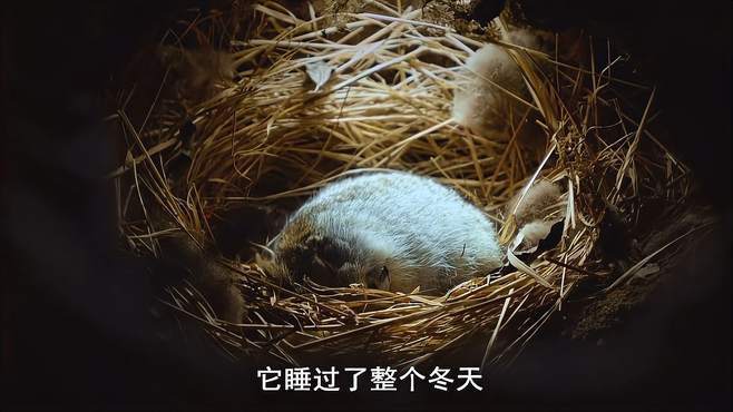 梦见松鼠冬眠