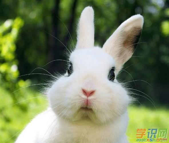 肖百奇属兔的人2014年10月整体运势