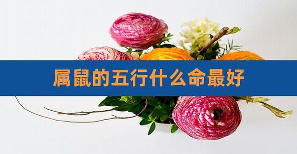 属鼠五行属什么