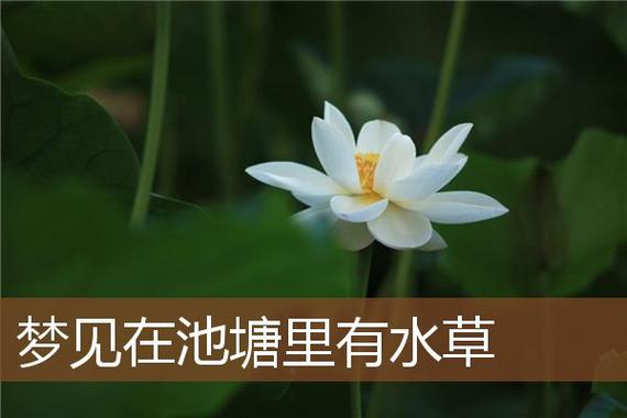 梦见水草